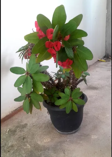 Planta Coroa de Cristo