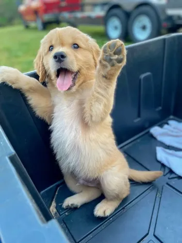 Golden Retriever Consulte esta oportunidade enquanto está ativa