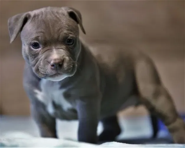 American Bully - Filhotes Estão Pronto Para Seu Novo Lar