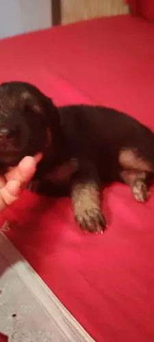 Cachorro 