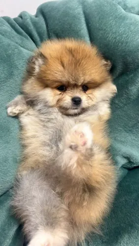 Lindos filhotes lulu da pomerania 