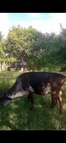 Vendo vacas