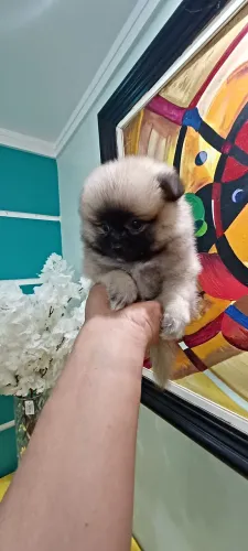 Filhotinho de lulu da pomerania anao cara de ursinho .
