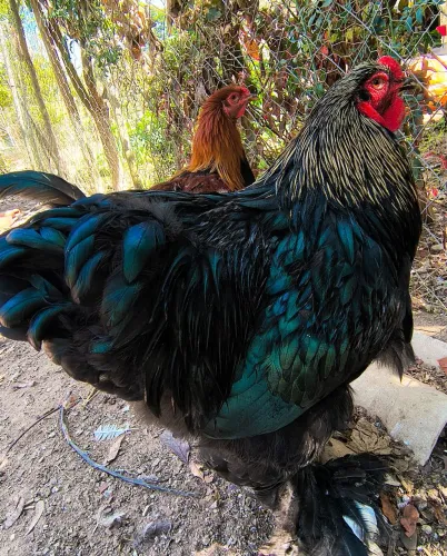 Galo Brahma