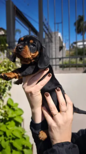 Linda filhote fêmea de Dachshund salsicha com olhos claros