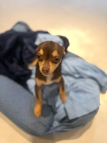 Filhote Chuaua pelo curto com pedigree