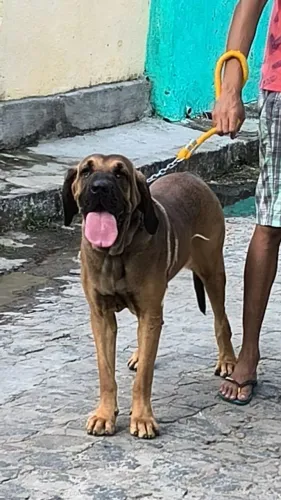 Vendo