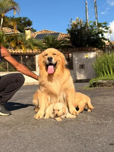Golden Retrivier 