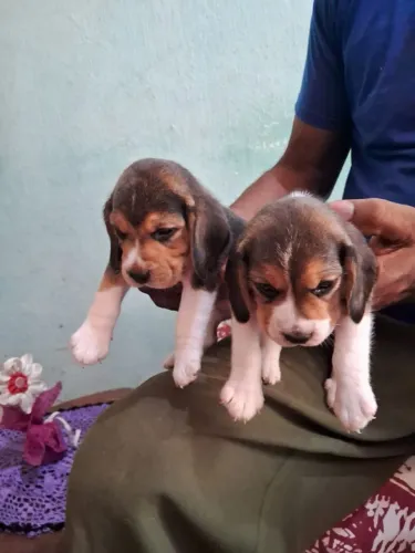 Filhote beagle 