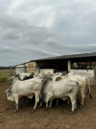 Tabapuã - touros - vacas - novilhas - garrotes