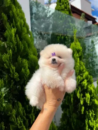 Spitz alemão anao ursinho