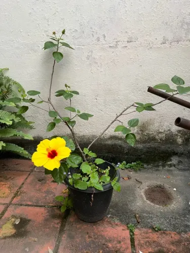 Flor de hibisco amarelo 