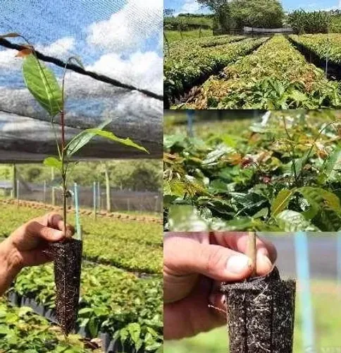 Mogno Africano Khaya grandifoliola