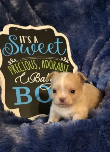 Chihuahua com estrutura perfeita e personalidade encantadora