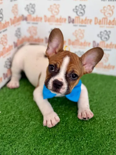 Buldogue Francês em Londrina