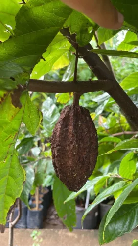 Mudas de Cacau Produzindo 