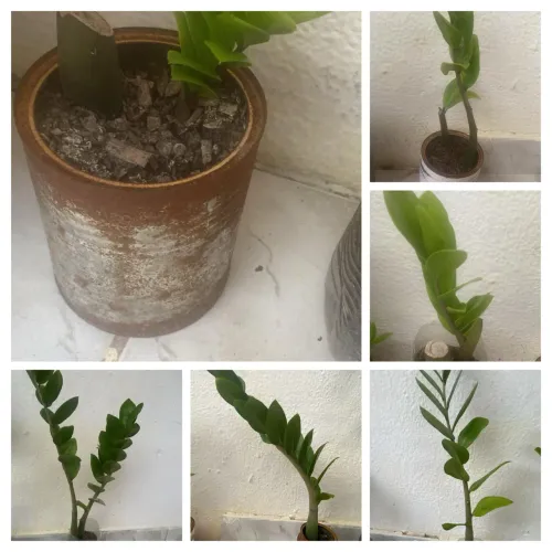 Lote de Plantas - Zamioculcas + Abacaxi ANANAS | Adultas + Mudas | Retirada no Local