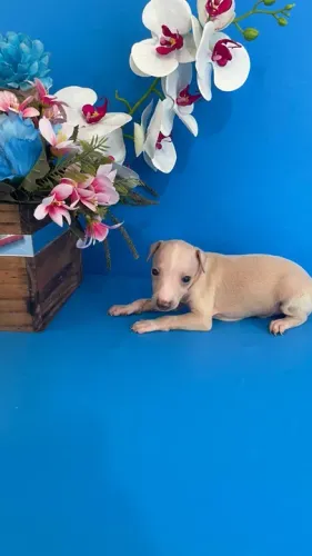 Galgo Italiano disponivel filhote 298