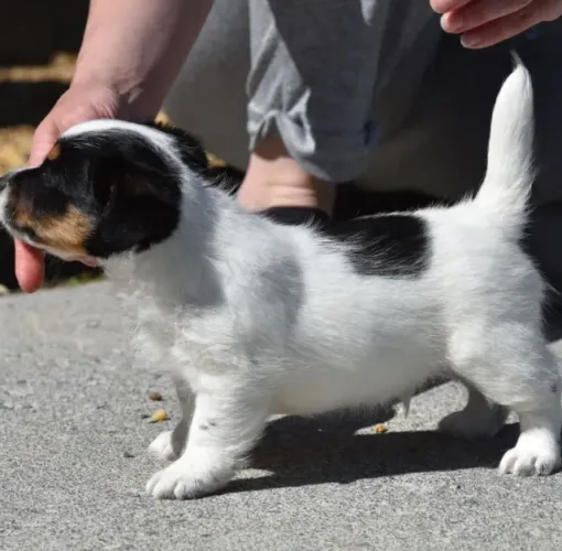 Jack Russell Terrier de Pelagem Áspera - Ideal para Famílias Ativas e Cheias de Vida!