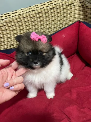 Filhote de Spitz Alemão 