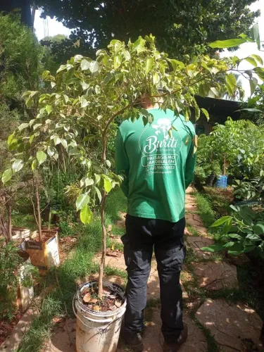 Muda de Ficus variegata