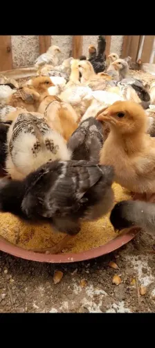 Pintinhos de engorda e postura 