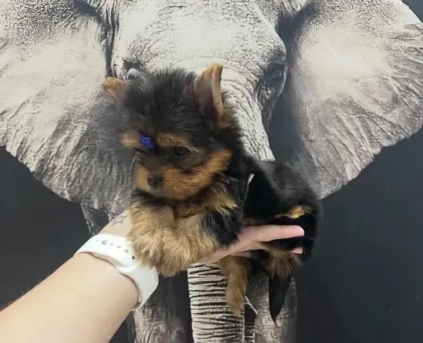 Filhote Yorkshire Terrier, O companheiro ideal para sua vida está esperando por você!