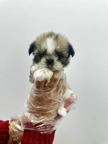 filhote shih tzu femea na promoção, vacinada, entregamos