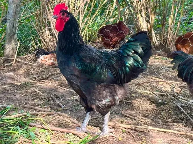 Frango Gigante Negro de Jersey Para Reprodutor