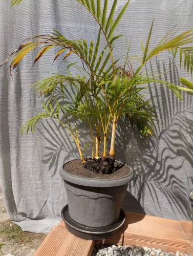 Plantas 