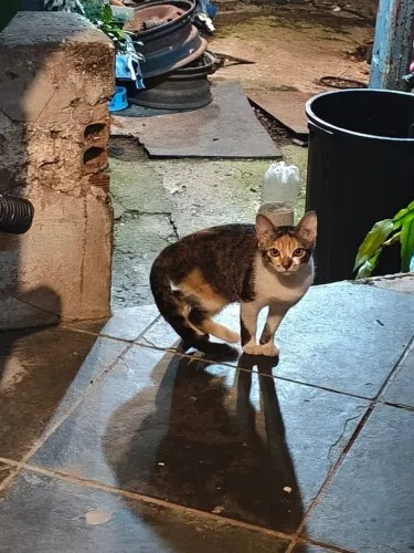Gatinha fêmea