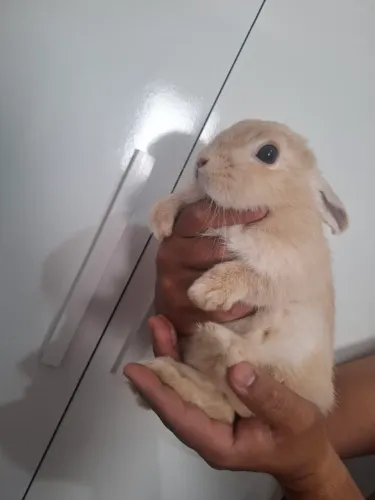 Vende-se coelha fêmea Netherland dwarf anão 