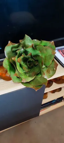 Flor de folha grande natural