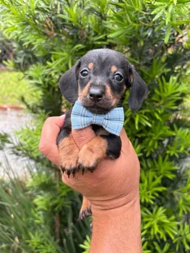 Salsicha Machinho mini