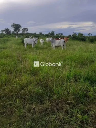 Fazenda à venda em São Francisco Mg