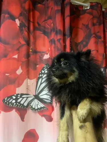 lulu fêmea valor 1750 carteira de vacinação ela e Black Tam