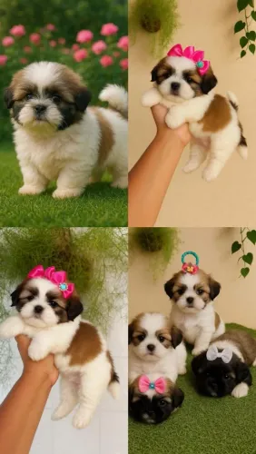 Shih Tzu adorável