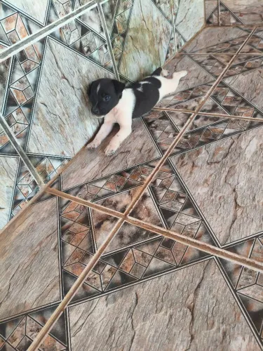 Cachorro macho filhote para adoção responsável