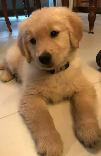 Filhote Golden Retriever, Seu Novo Companheiro Fiel Está Esperando!