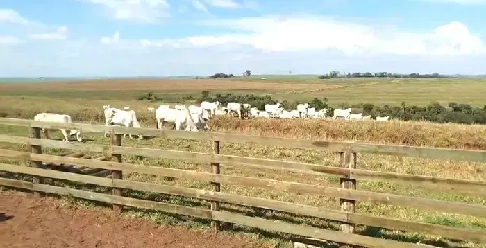 PECUÁRIA - Área Rural 20,50 Alqueires