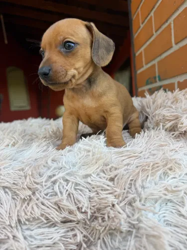 Dachshund macho caramelo