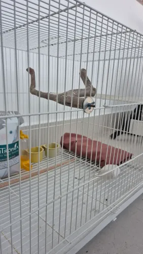 Gaiola Viveiro para Calopsitas com Suporte para Ninho + Acessórios