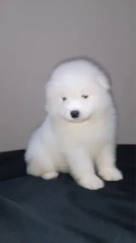 Samoiedo Filhotes Adestrados Lindo 
