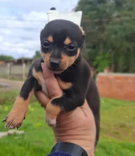  Pinscher Filhote - Pronto para um Novo Lar