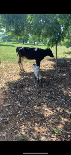 Vendo novilha primeira cria parida de macho 