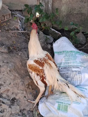 Galo e galinha