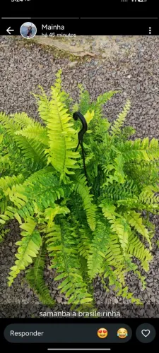 Vendo Plantas