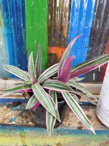 Moisés-no-Berço / Abacaxi-Roxo - Vários Exemplares Disponíveis
