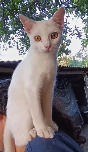 Gato para adoção