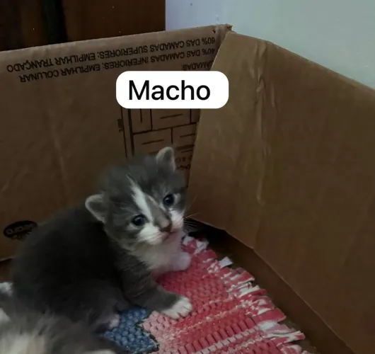 Gatinho macho para adoção